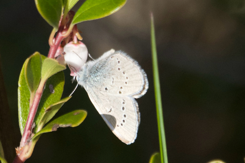 Silvery Blue