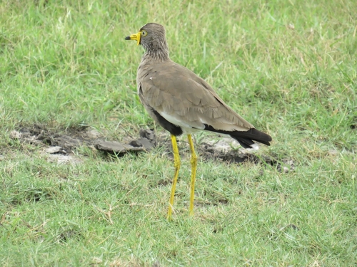 iNaturalist image