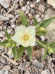 Mentzelia tricuspis
