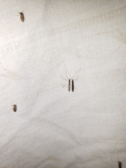 Gonomyia puer