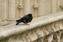 Columba livia domestica