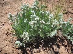 Oreocarya fulvocanescens