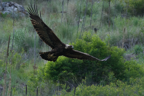 Golden Eagle