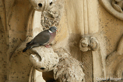 Columba palumbus