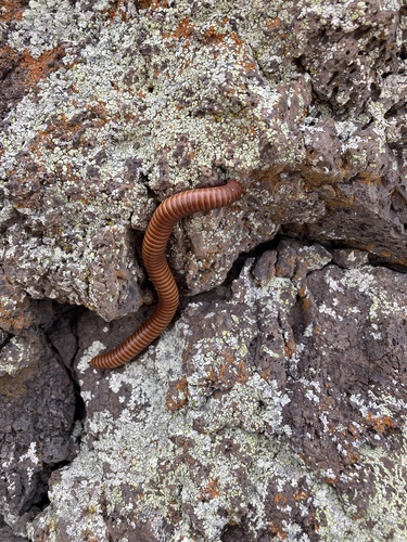 Desert Millipede