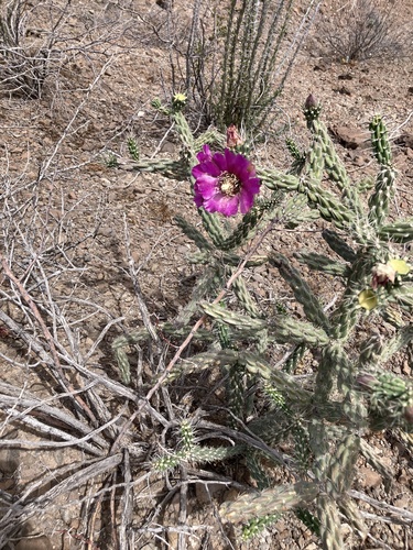 tree cholla
