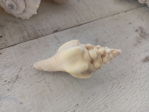 Turbinella angulata, 2026-05-23