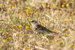 Turdus pilaris