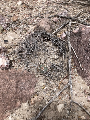 Echinocactus horizonthalonius