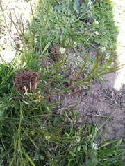 Cardamine hirsuta