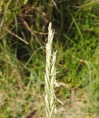 Elymus pungens