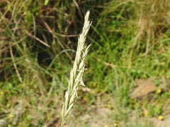 Elymus pungens