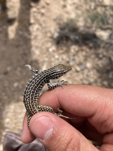 Aspidoscelis tesselatus
