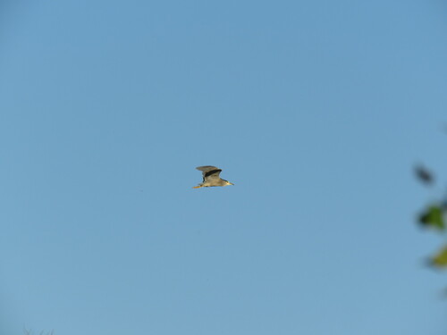 Black-crowned Night Heron