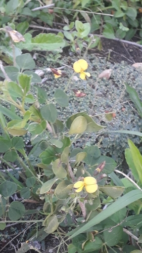 Rhynchosia caribaea observed 2026-05-23