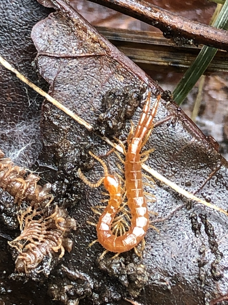 Cryptops leucopodus