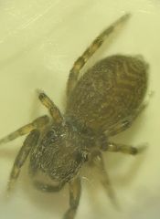 Chinattus parvulus