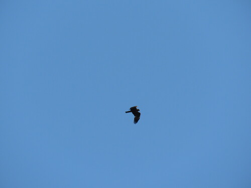 Black Kite