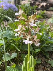 Calanthe discolor