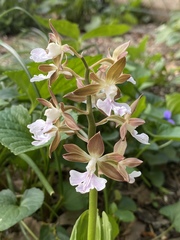 Calanthe discolor