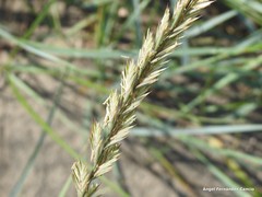 Elymus pungens