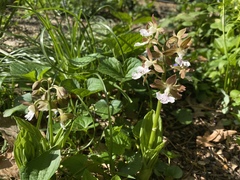 Calanthe discolor