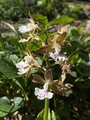 Calanthe discolor