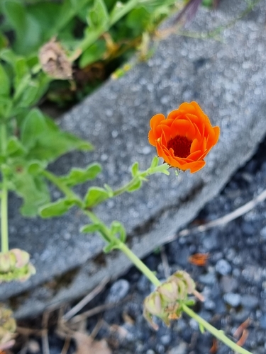 pot marigold