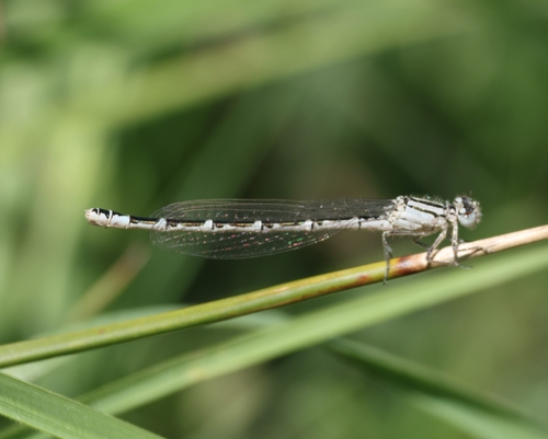 Common Blue Damselfly