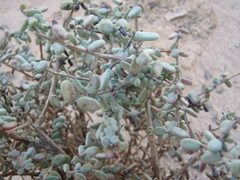 Tetraena alba