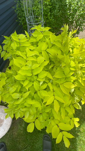 Aralia cordata, photograph 6