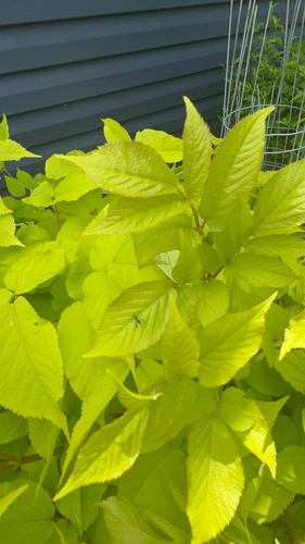 Aralia cordata, photograph 5