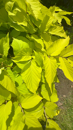 Aralia cordata, photograph 4