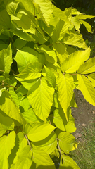 Aralia cordata, photograph (c) Zeke Blankenship, some rights reserved (CC BY)