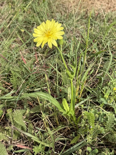 Pyrrhopappus pauciflorus, photograph 1