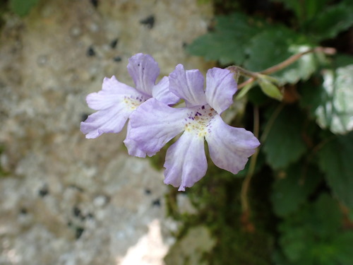 Haberlea rhodopensis