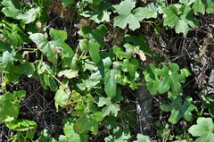 Marah macrocarpa