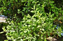 Quercus agrifolia