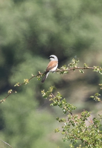 Red-backed Shrike