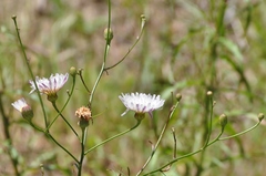 Malacothrix saxatilis