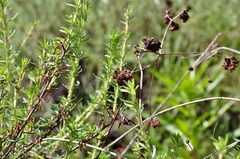 Eriogonum fasciculatum