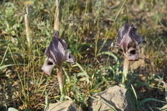 Iris acutiloba