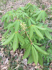 Aesculus sylvatica