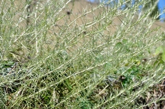 Artemisia californica