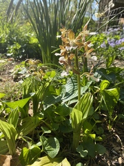 Calanthe discolor