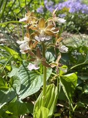 Calanthe discolor