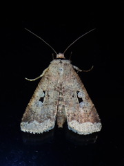 Praina temperata