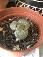 Lithops