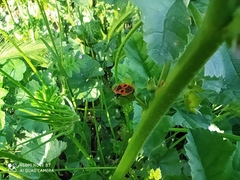 Pyrrhocoris apterus