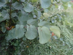 Cercis siliquastrum